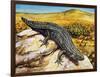 Gidgee Spiny-Tailed Skink or Stoke's Skink (Egernia Stokesii), Scincidae-null-Framed Giclee Print