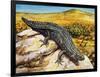 Gidgee Spiny-Tailed Skink or Stoke's Skink (Egernia Stokesii), Scincidae-null-Framed Giclee Print