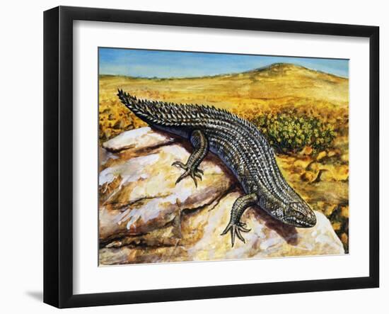 Gidgee Spiny-Tailed Skink or Stoke's Skink (Egernia Stokesii), Scincidae-null-Framed Giclee Print