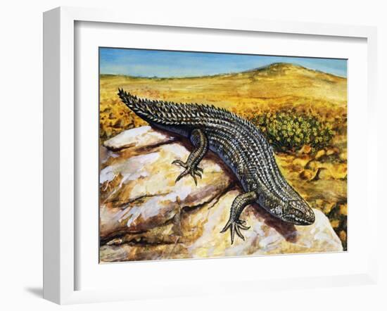 Gidgee Spiny-Tailed Skink or Stoke's Skink (Egernia Stokesii), Scincidae-null-Framed Giclee Print