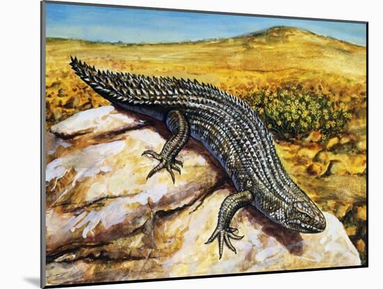 Gidgee Spiny-Tailed Skink or Stoke's Skink (Egernia Stokesii), Scincidae-null-Mounted Giclee Print