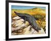 Gidgee Spiny-Tailed Skink or Stoke's Skink (Egernia Stokesii), Scincidae-null-Framed Giclee Print