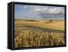 Gield of 6 Row Barley Ripening in the Afternoon Sun, Spokane County, Washington, Usa-Greg Probst-Framed Stretched Canvas