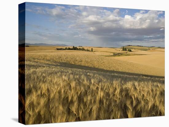Gield of 6 Row Barley Ripening in the Afternoon Sun, Spokane County, Washington, Usa-Greg Probst-Stretched Canvas