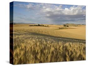 Gield of 6 Row Barley Ripening in the Afternoon Sun, Spokane County, Washington, Usa-Greg Probst-Stretched Canvas