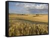 Gield of 6 Row Barley Ripening in the Afternoon Sun, Spokane County, Washington, Usa-Greg Probst-Framed Stretched Canvas