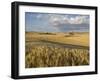 Gield of 6 Row Barley Ripening in the Afternoon Sun, Spokane County, Washington, Usa-Greg Probst-Framed Photographic Print