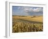 Gield of 6 Row Barley Ripening in the Afternoon Sun, Spokane County, Washington, Usa-Greg Probst-Framed Photographic Print