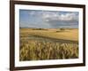 Gield of 6 Row Barley Ripening in the Afternoon Sun, Spokane County, Washington, Usa-Greg Probst-Framed Photographic Print