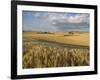 Gield of 6 Row Barley Ripening in the Afternoon Sun, Spokane County, Washington, Usa-Greg Probst-Framed Photographic Print