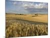 Gield of 6 Row Barley Ripening in the Afternoon Sun, Spokane County, Washington, Usa-Greg Probst-Mounted Photographic Print