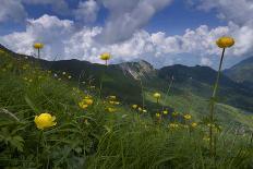 Bird's Eye Primrose (Primula Laurentiana) in Flower, Liechtenstein, June 2009-Giesbers-Photographic Print