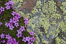 Stemless Gentian (Gentiana Clusii) Flowers, an Ant in One of Them, Liechtenstein-Giesbers-Photographic Print