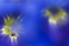 Mountain Cornflower (Centaurea Montana) with the Sun Behind It, Liechtenstein, July 2009-Giesbers-Photographic Print