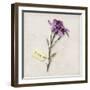 Gift Flower I-Bill Philip-Framed Giclee Print