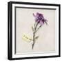 Gift Flower I-Bill Philip-Framed Giclee Print