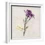 Gift Flower I-Bill Philip-Framed Giclee Print