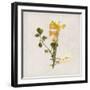 Gift Flower II-Bill Philip-Framed Giclee Print