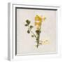 Gift Flower II-Bill Philip-Framed Giclee Print