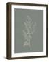 Gifts from the Meadow II Sage-Sarah Adams-Framed Art Print