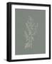 Gifts from the Meadow II Sage-Sarah Adams-Framed Art Print