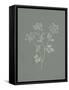 Gifts from the Meadow IV Sage-Sarah Adams-Framed Stretched Canvas