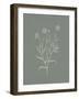 Gifts from the Meadow V Sage-Sarah Adams-Framed Art Print