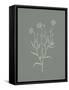 Gifts from the Meadow V Sage-Sarah Adams-Framed Stretched Canvas