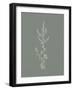 Gifts from the Meadow VI Sage-Sarah Adams-Framed Art Print