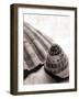 Gifts From the Sea No Border-Sue Schlabach-Framed Photographic Print