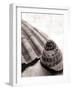 Gifts From the Sea No Border-Sue Schlabach-Framed Photographic Print