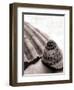 Gifts From the Sea No Border-Sue Schlabach-Framed Photographic Print