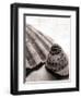 Gifts From the Sea No Border-Sue Schlabach-Framed Photographic Print