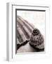 Gifts From the Sea No Border-Sue Schlabach-Framed Photographic Print
