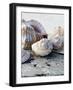 Gifts of the Shore I-Elena Ray-Framed Photographic Print