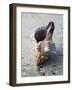 Gifts of the Shore II-Elena Ray-Framed Photographic Print