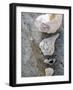 Gifts of the Shore IX-Elena Ray-Framed Photographic Print