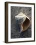 Gifts of the Shore V-Elena Ray-Framed Photographic Print