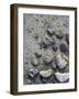 Gifts of the Shore VI-Elena Ray-Framed Photographic Print