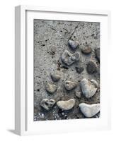 Gifts of the Shore VI-Elena Ray-Framed Photographic Print