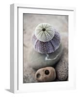 Gifts of the Shore VIII-Elena Ray-Framed Photographic Print