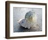 Gifts of the Shore XIX-Elena Ray-Framed Photographic Print