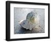 Gifts of the Shore XIX-Elena Ray-Framed Photographic Print