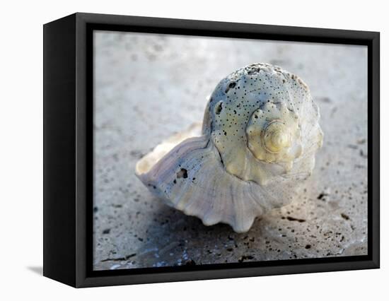 Gifts of the Shore XIX-Elena Ray-Framed Stretched Canvas