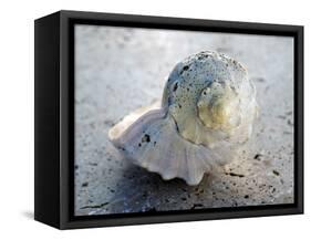 Gifts of the Shore XIX-Elena Ray-Framed Stretched Canvas