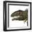 Giganotosaurus Dinosaur Head-Stocktrek Images-Framed Art Print