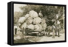 Gigantic Cabbages on Wagon-null-Framed Stretched Canvas