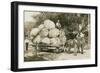 Gigantic Cabbages on Wagon-null-Framed Premium Giclee Print