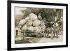 Gigantic Cabbages on Wagon-null-Framed Art Print