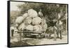 Gigantic Cabbages on Wagon-null-Framed Stretched Canvas
